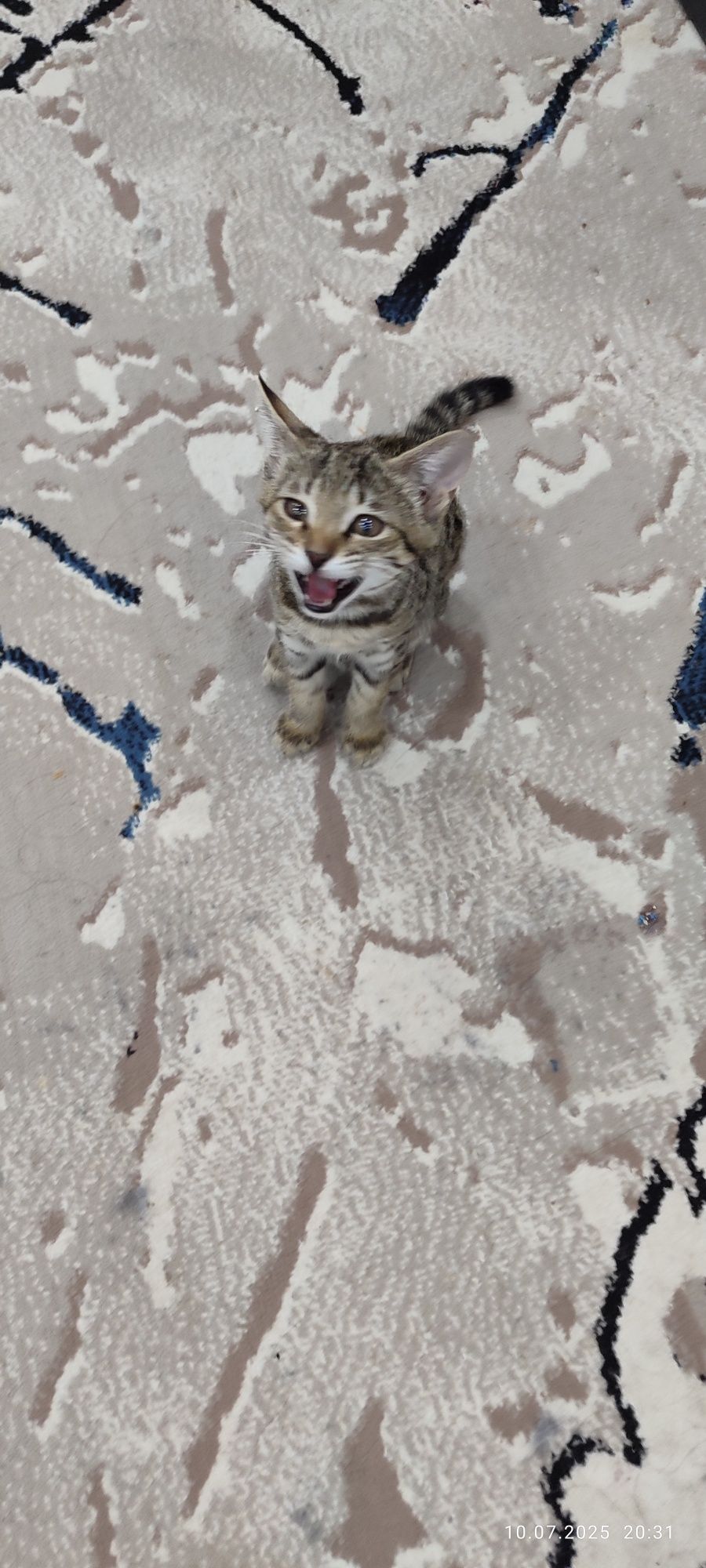 Котенок в добрые руки!