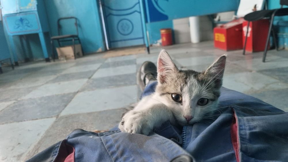 Котенок в добрые руки