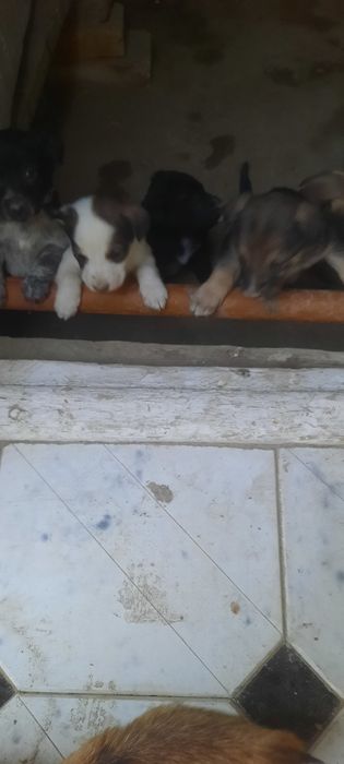 Продаются щенята