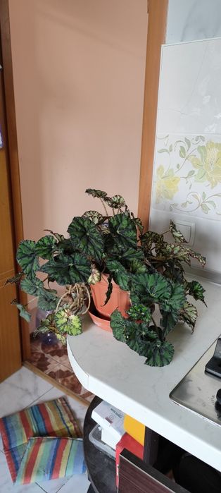 Цветы домашние с подоконника