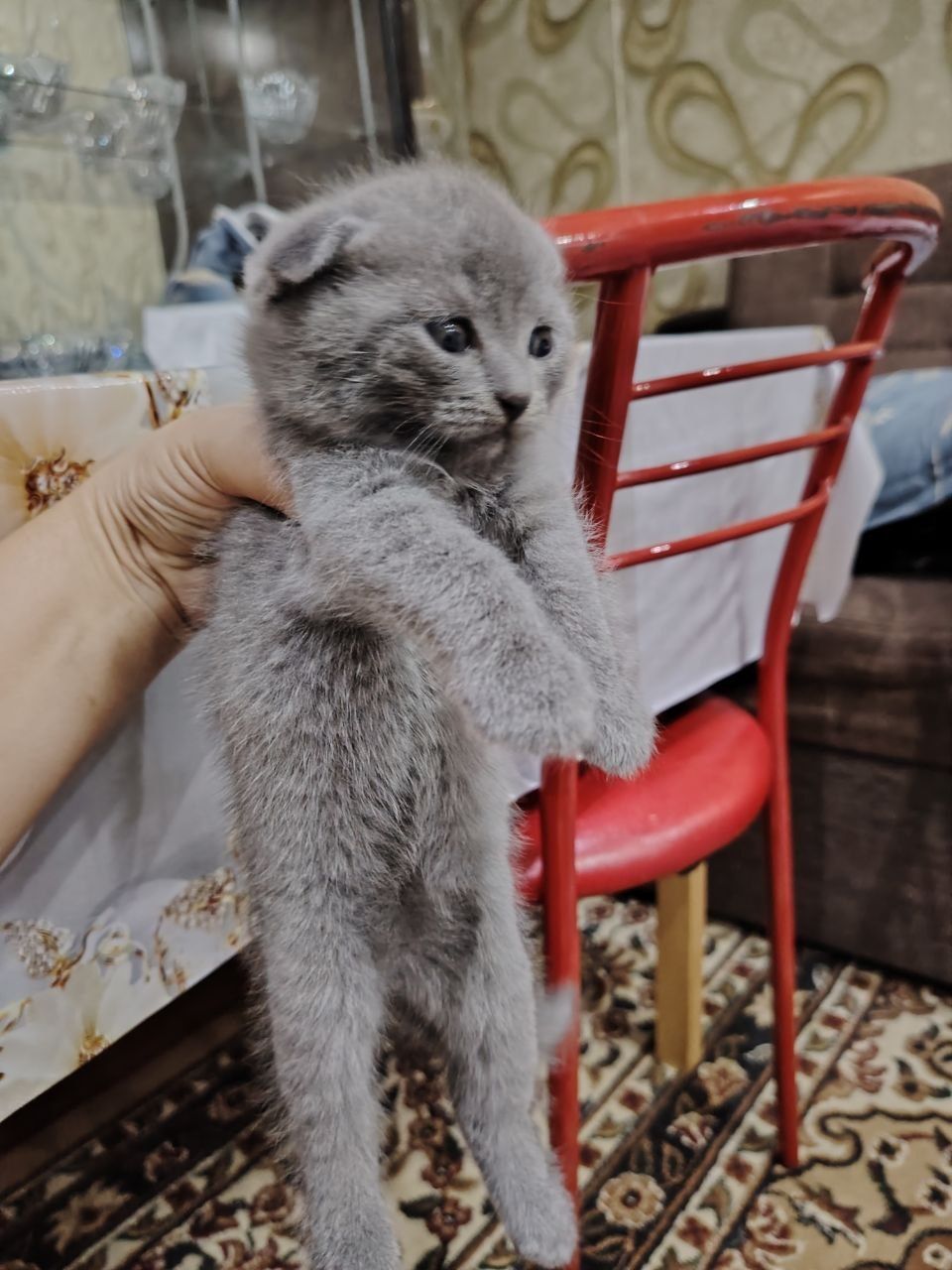 Шотландские котята