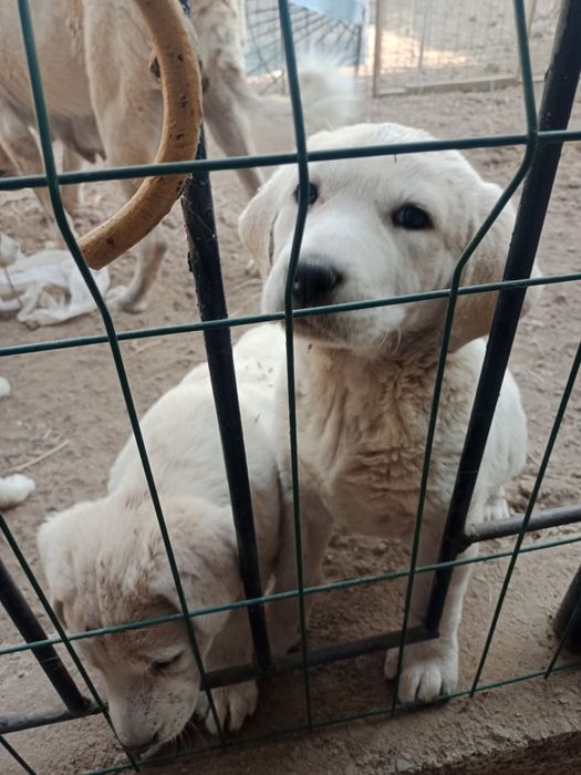 Zotli kuchuk It собака