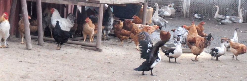 Rate si gaste de vanzare