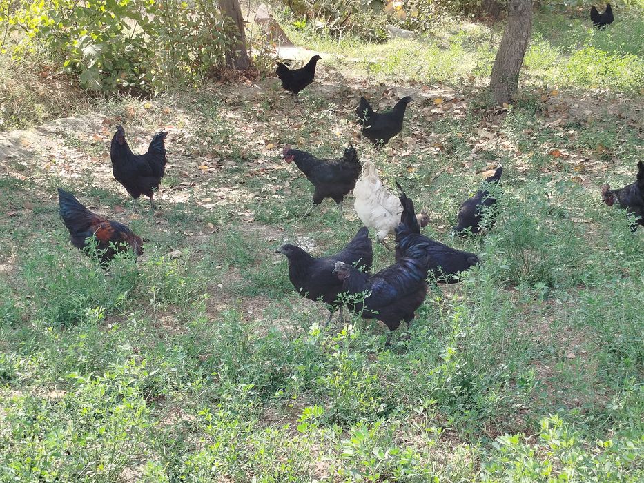 Ухейлиюий хурозлари сотилади