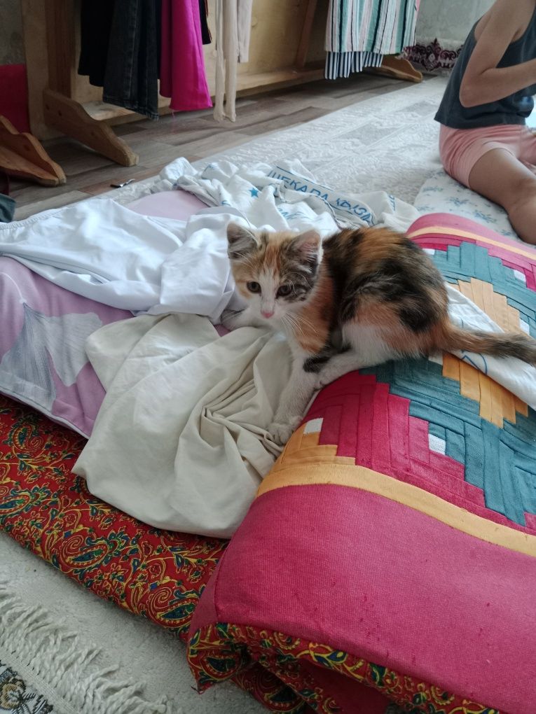 Кошка девушка классная