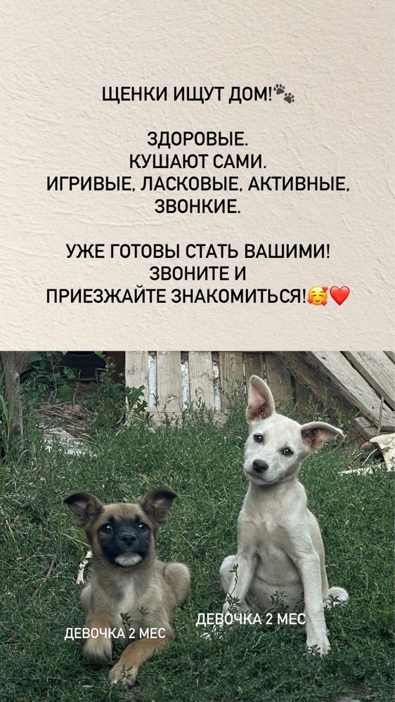 Щенки в добрые руки!