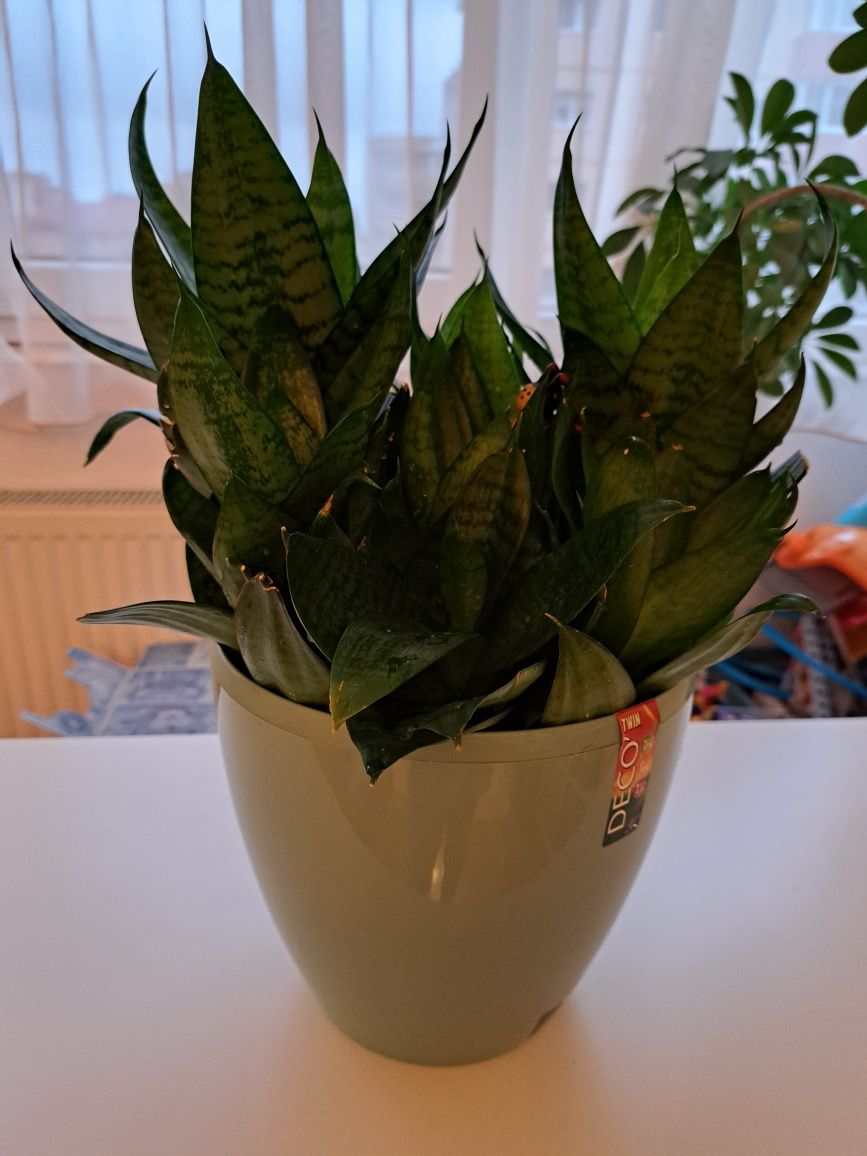 Sansevieria Black Diamond planta de interior