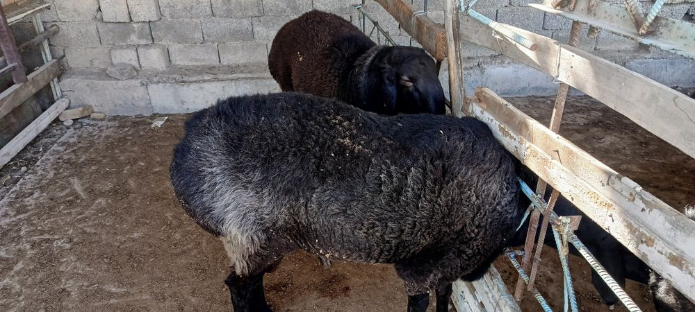 Кучкор сотилади котта куй кучкор
