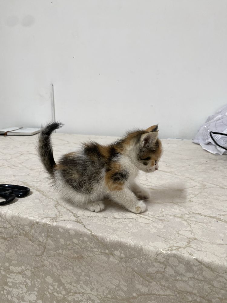 Бесплатное кошка