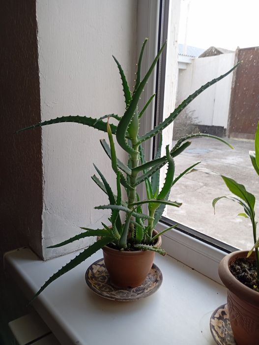 Үйде өсетін емдік қасиеті бар  алоэ гүлі