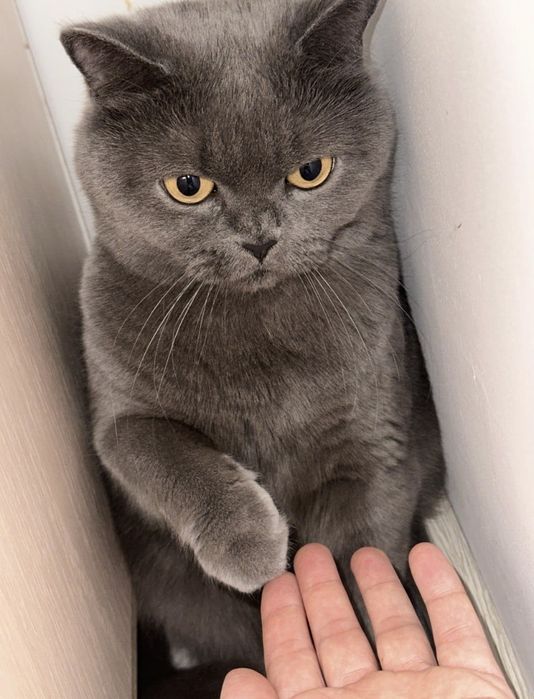 Отдам британского кота