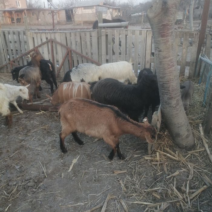 Vând capre fatate cu iezi