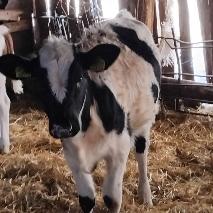 Vind vitea din vacă bună de lapte de 6 luni