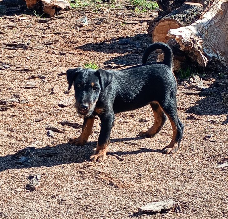 Jagdterrieri jagd terrier