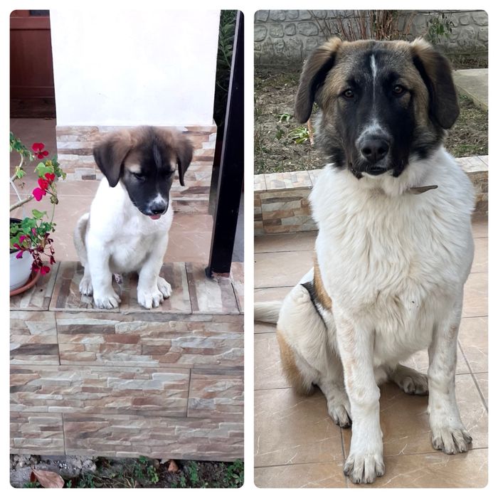 Ofer câine spre adopție