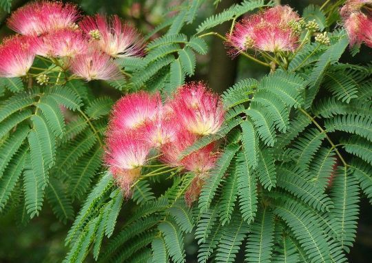 Arborele De Mătase (Albitia )