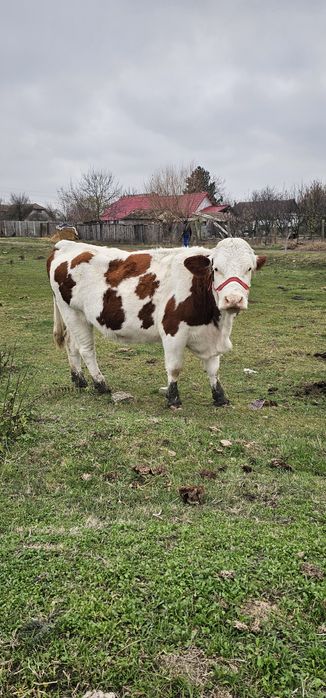 Vaci tinere de vanzare