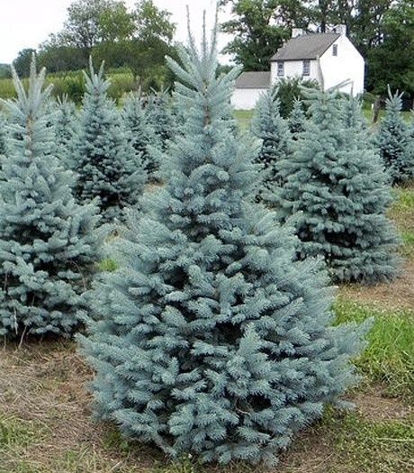 Ель в ассортименте: Ель Тянь-шаньская, Ель глаука, туя смарагд, блю