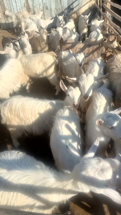 Vând 50 de iezi pentru crescut și sacrificat Preț 250 buc. S-au 25L Kg