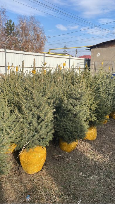 Ель живая зеленая навагодныи ель на продаже голубои и зеленые ельи