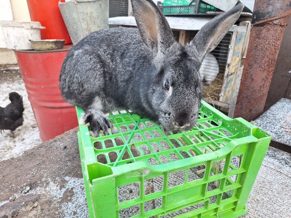 Продам молодых кролих