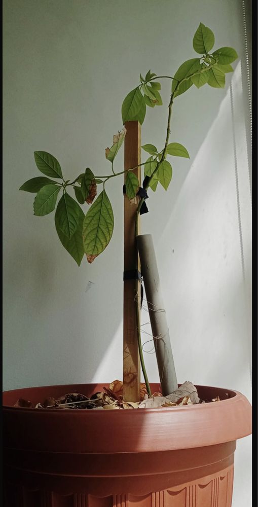 Авокадо дерево продам! Высота ~40 см. Самовывоз