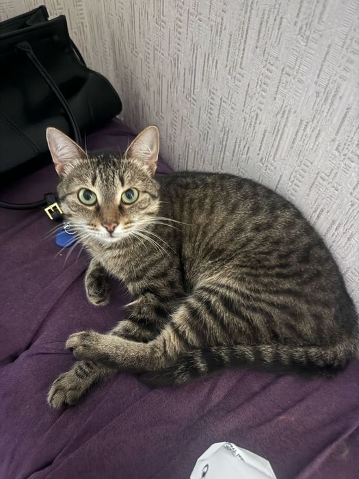 Отдам котов в добрые руки