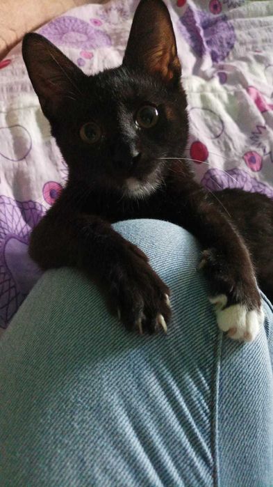 Pisoi de 3 luni pentru adopție
