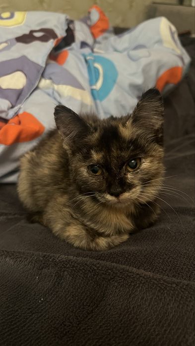 Котенок девочка 3-5 месяцев