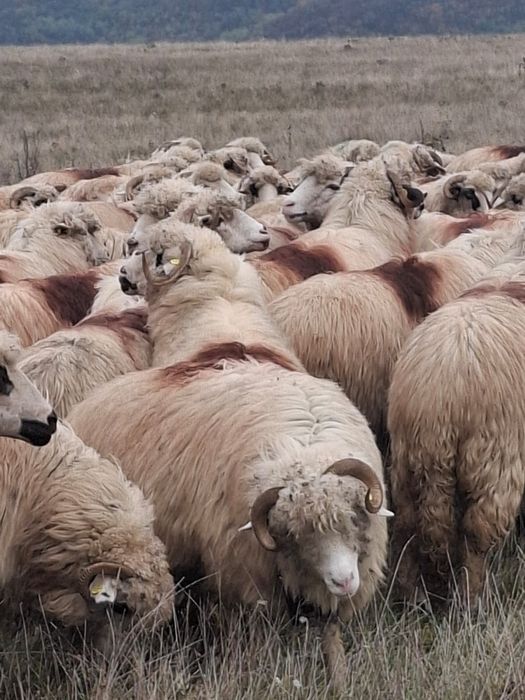 Vând 250 de oi bune de lapte
