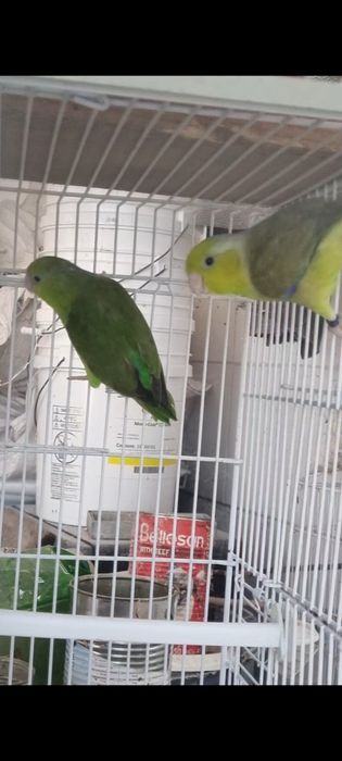 Papagal 2 pereche Forpus