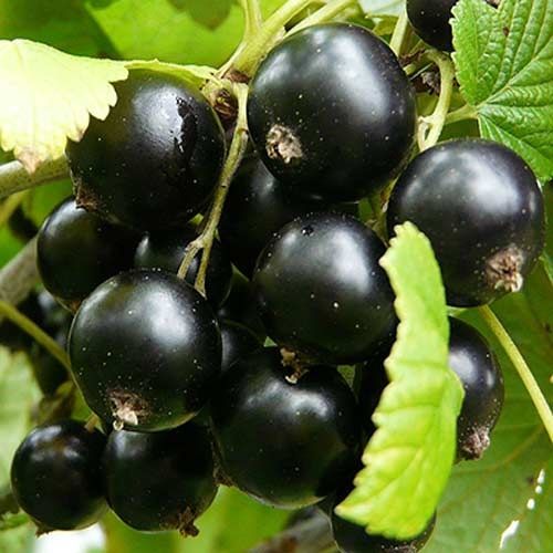 Продам дачную смородину чёрную
