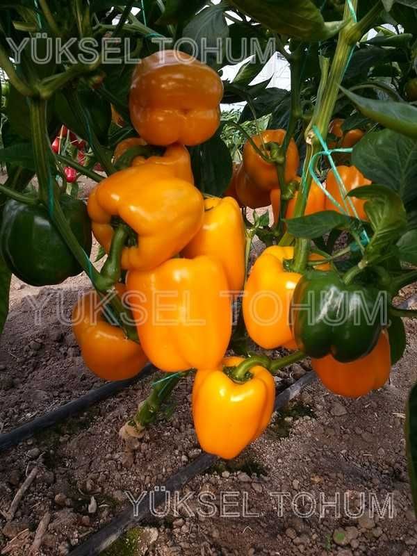 Rasaduri de ardei gras galben Daciana si portocaliu