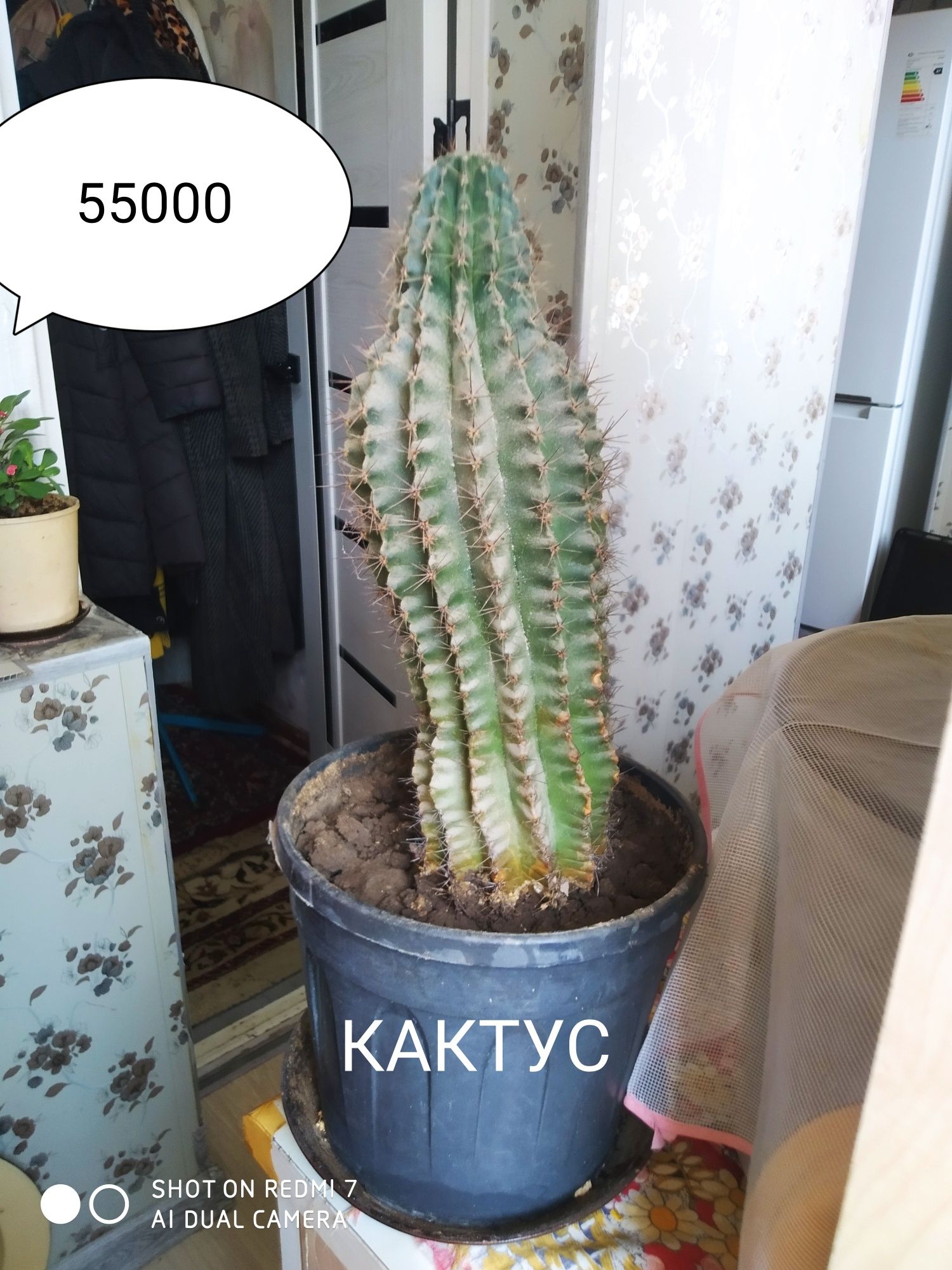 Кактусы на горшке комнатные