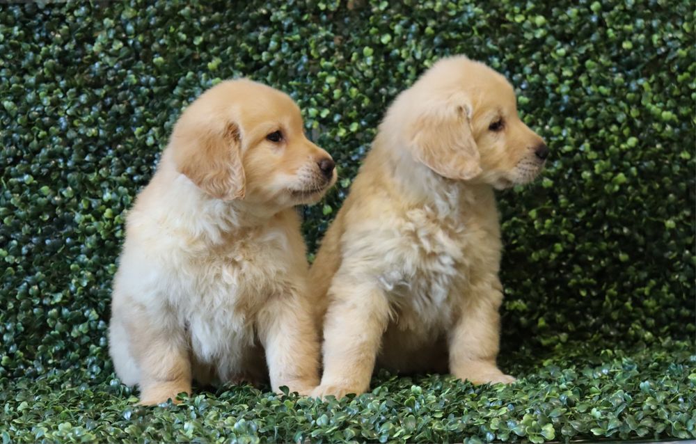 Голдън Ретрийвър