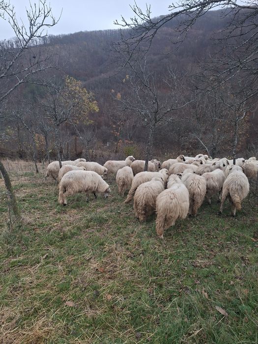 De vanzare oii turcane.