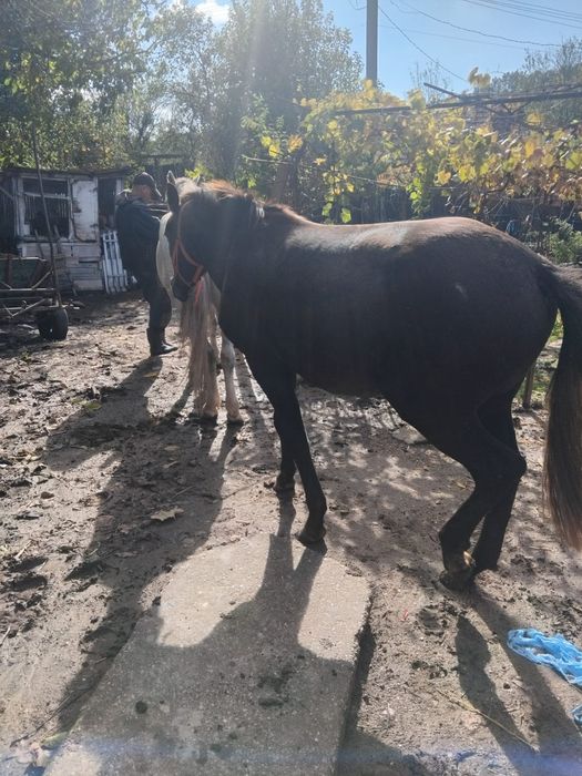 Iepe de vanzare, judetul Mehedinți