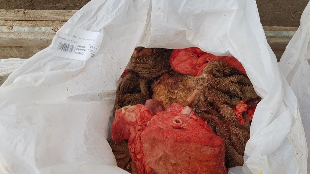 Корм для собак мясо,требуха