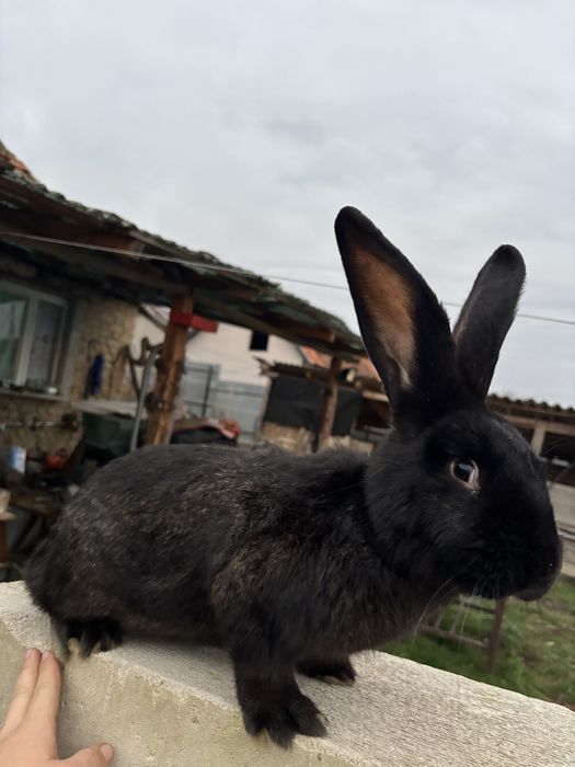 De vanzare iepuri UG