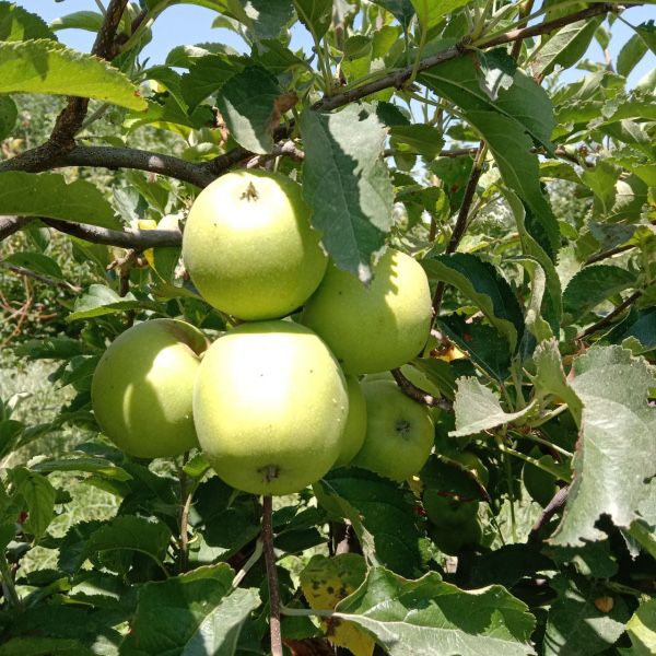 Olma, shaftoli boğ sotiladi.