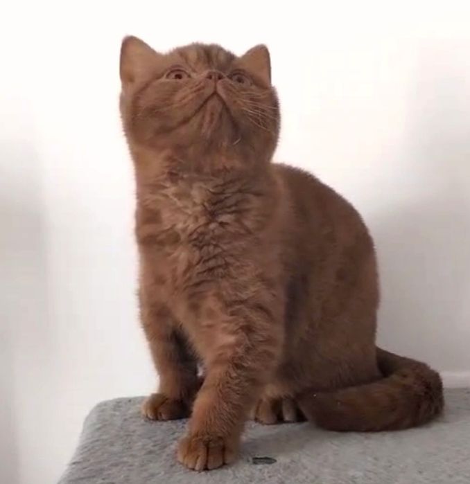 British cinnamon boy