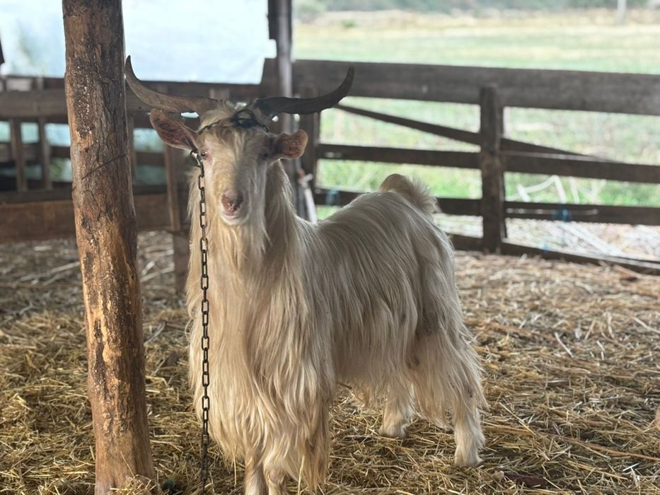 Vând țap tânăr  sau schimb