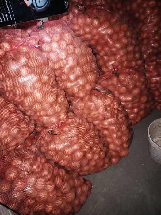 Продам домашнюю картошку, элитный сорт Адретта.