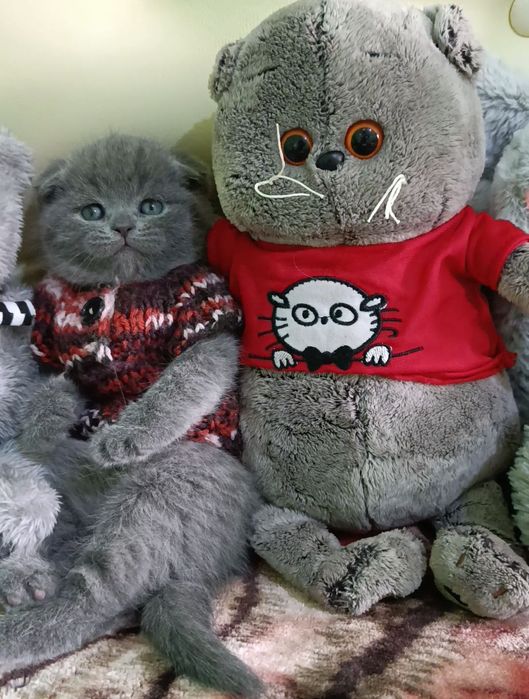Продаются котята породы шотландский скоттиш фолд!