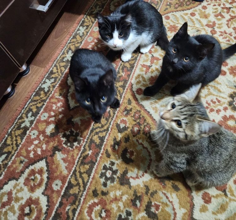 Mushuk Котёнок Cat Kitten