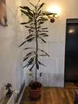 Planta trunchiul fericirii