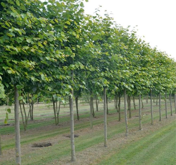 Copaci oranamentali pret producator