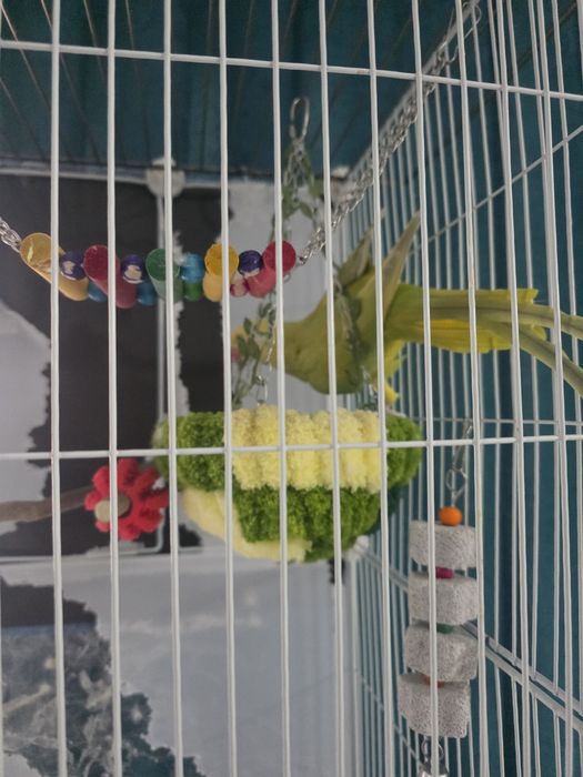 Papagal Micul Alexandru