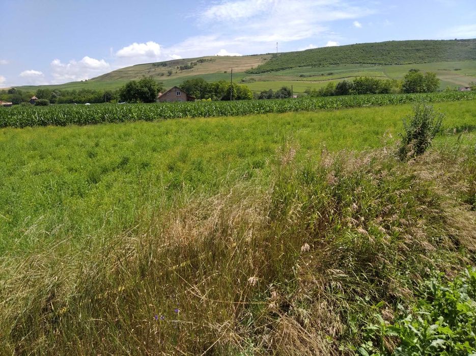 Teren INTRAVILAN EXCEPTIONAL – limitrof Judetului HARGHITA/dupa Praid