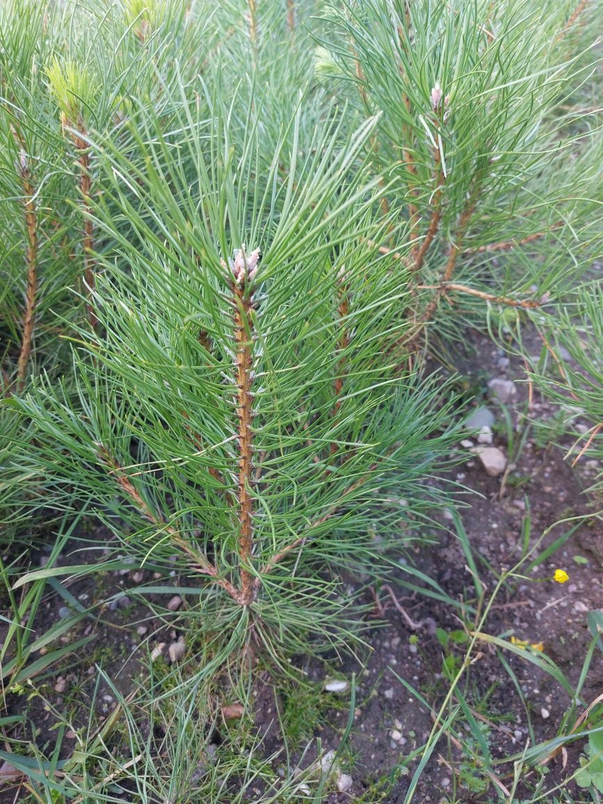 Puieti pin negru- Pinus Nigra austriaca- calitate Premium